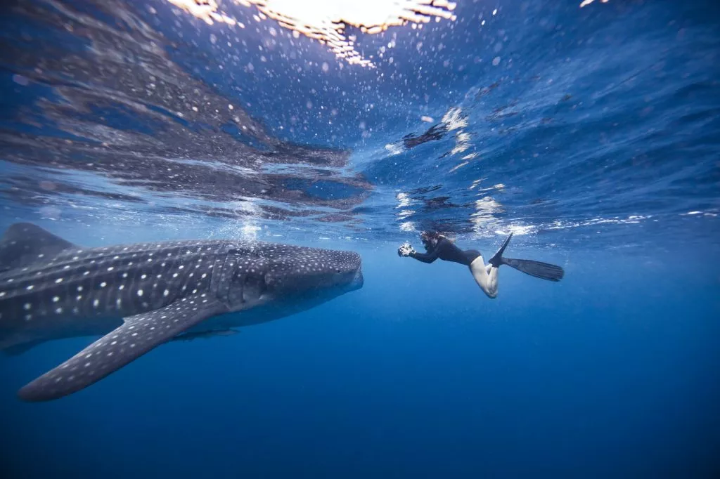 diver-swimming-with-whale-shark-underwater-view-cancun-mexico-1024x682.jpg