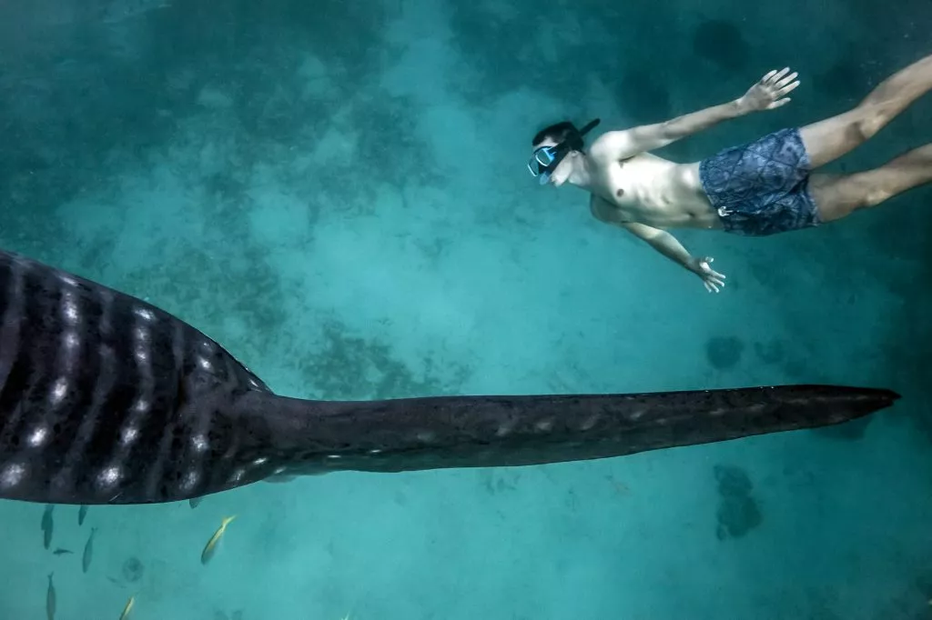 man-swimming-next-to-whale-shark-rhincodon-typus-in-the-deep-water-off-malapascua-island-cebu--1024x682.jpg