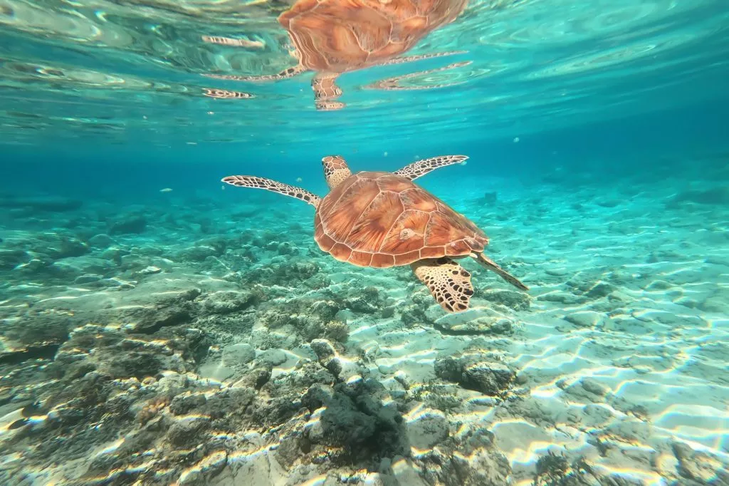 turtle-swimming-on-ocean-sea-1024x682.jpg